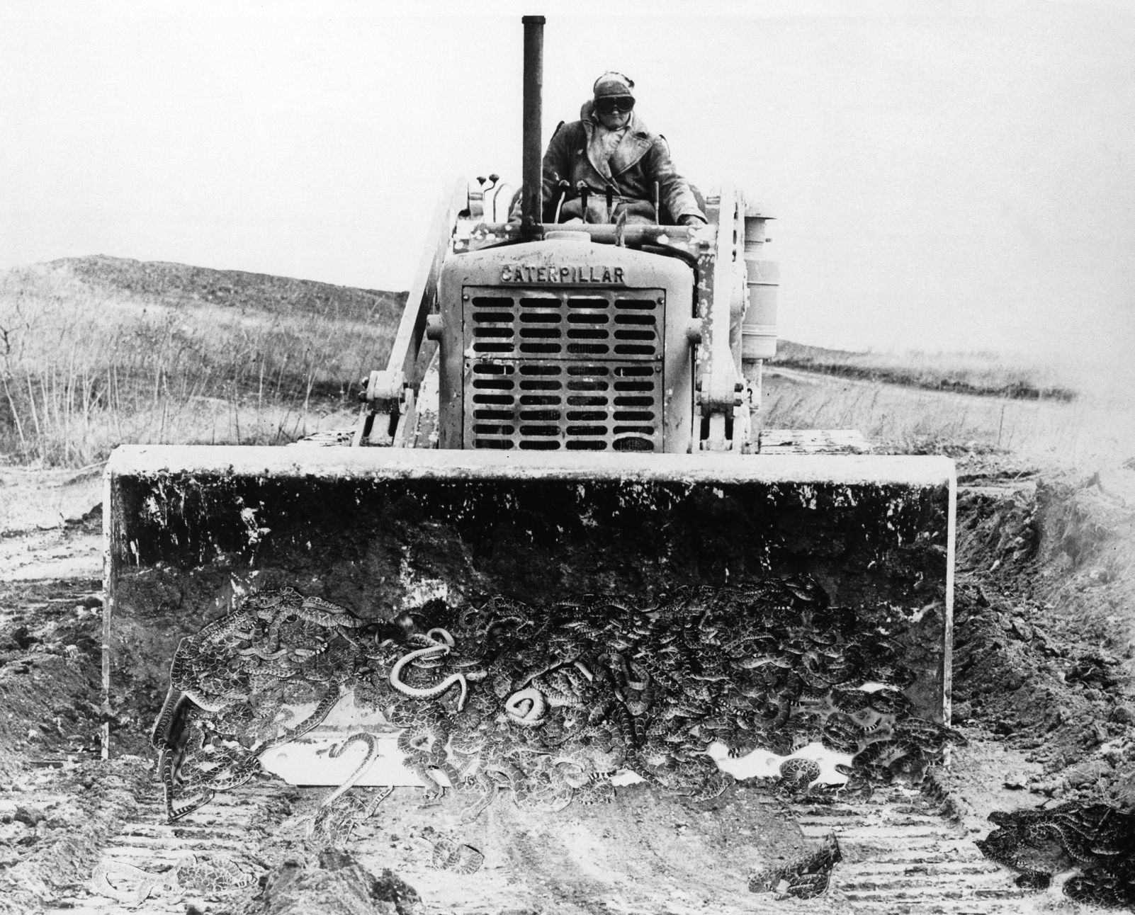 Rattlesnakes 1958